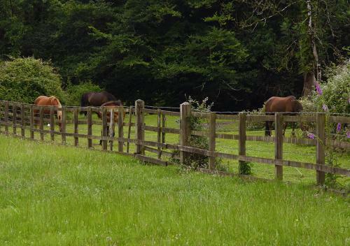 Cadnam Lodge