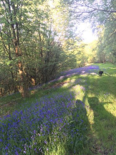 Lodge Belan Bluebell Woods Shepherds Hut
