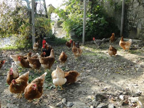 Apartamento Tourist Farm Tonin