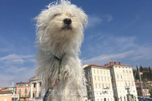Seafront Apartment Ai Fari Piran