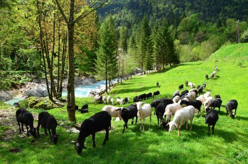 Bovec Home At Three Samoyeds