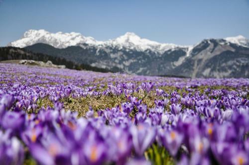 Ko?a Ojstrica - Velika Planina