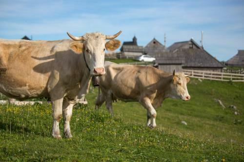 Ko?a ?afran - Velika Planina