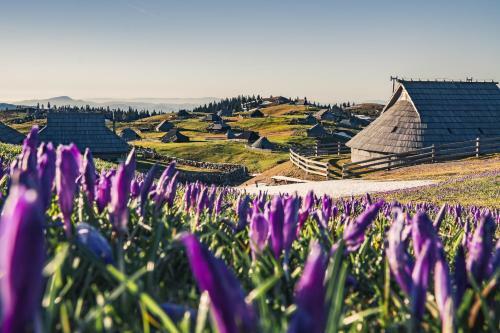 Ko?a ?afran - Velika Planina