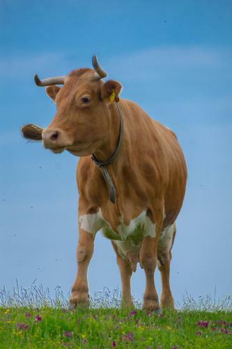 Ko?a ?afran - Velika Planina