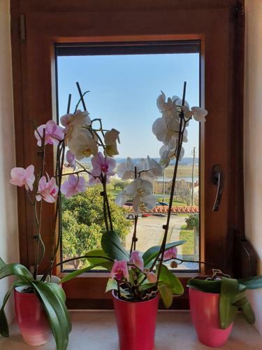 Villa Saline Apartments Portoro?