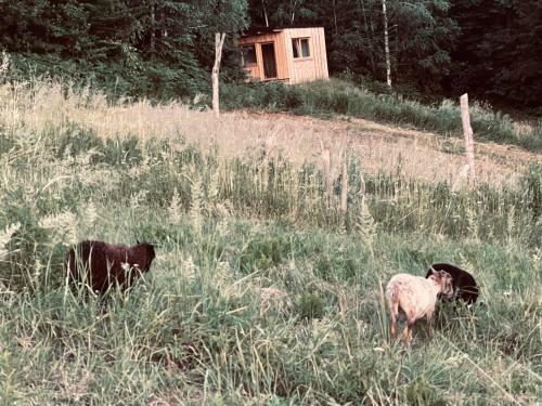 Boutique Glamping Divja Divine