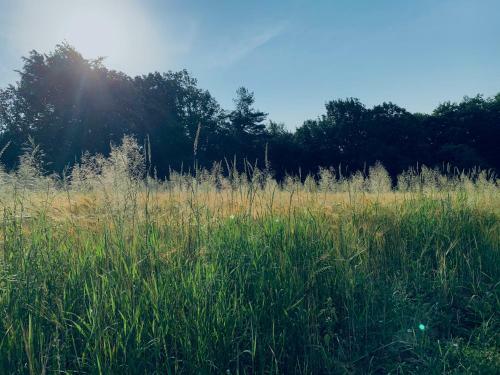 Boutique Glamping Divja Divine