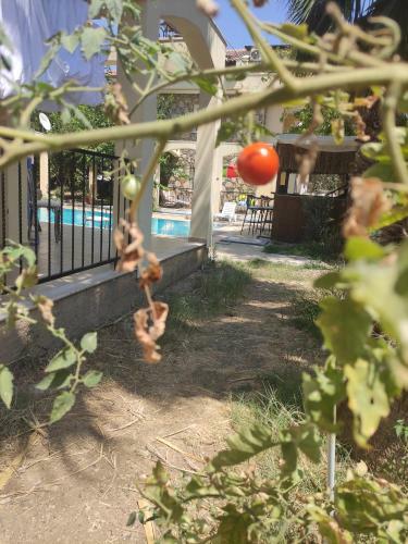 �ileks Apart Otel