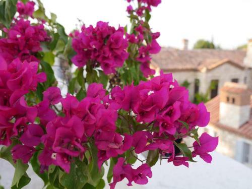 Hotel Lotus K�yi�i Otel