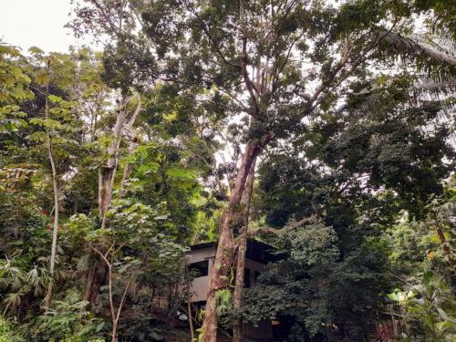 Apartamento Casa Escondida #1 ( Jungle View )