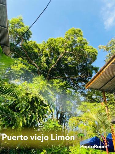 Joy Green House