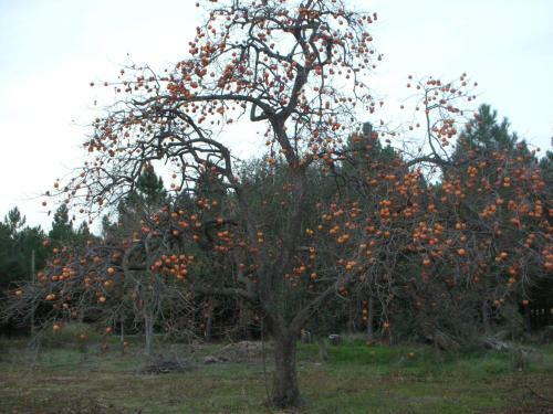Hostal Domaine De Nidol�res