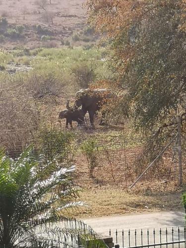 Kruger Allo View B&B