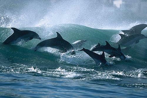 4 Dolphin Views, La Mercy Luxury Beachfront Apartmnet