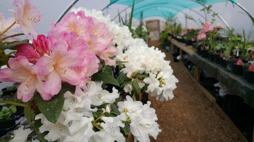 Lodge Wendron Plant Nursery Lettings