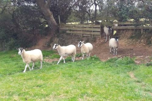 Apartamento Farm Accommodation The Lizard Peninsula, Cornwall