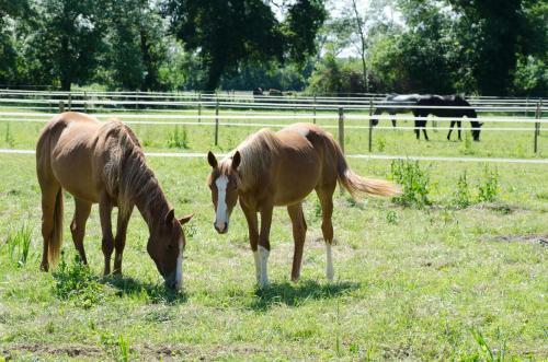 Bed & Breakfast Ch�teau Beau-site