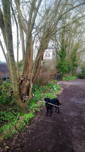 Longlane House B&b, Laugharne