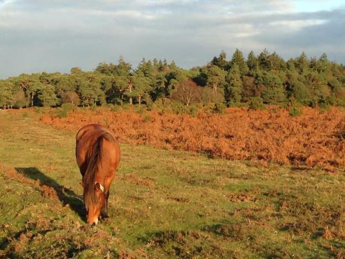 Apartamento Beautiful Lymington New Forest Getaway