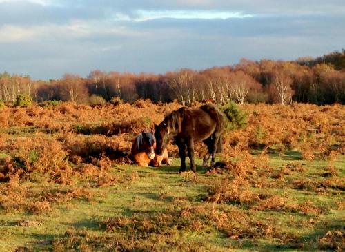 Apartamento Beautiful Lymington New Forest Getaway