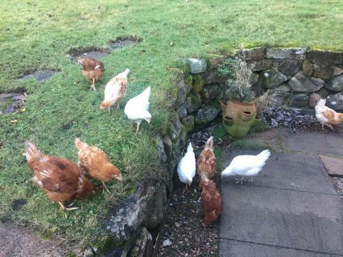 The Sheiling B&B - Nc 500