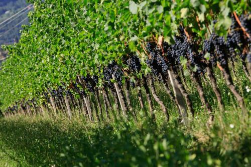 Hotel Hasslhof