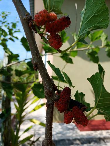 Homestay Seri Nipah Perlis