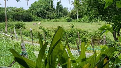 Sabandy Guesthouse
