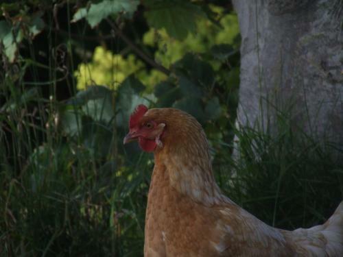Agroturismo Scorrabrae