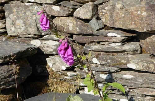 Hafod Y Rhedrwydd