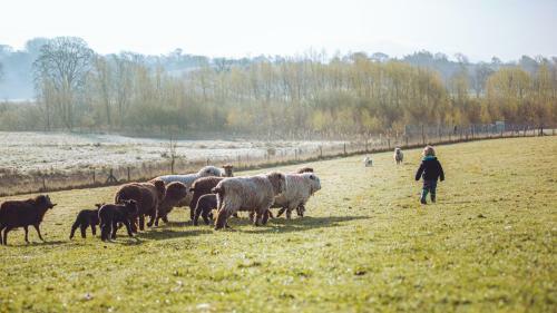 Shabby Shepherds