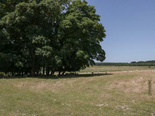 Elm