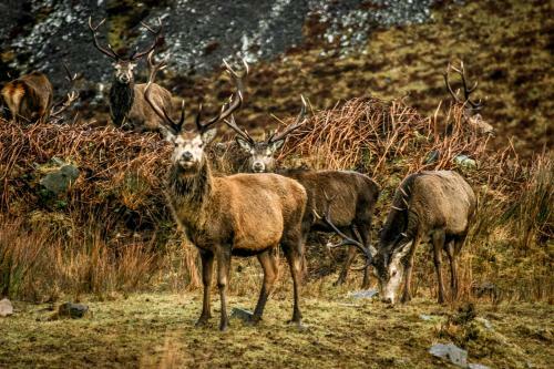Bed & Breakfast Uircheann Righ