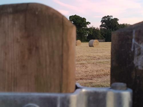 Roe Deer Fields