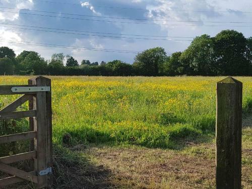 Roe Deer Fields