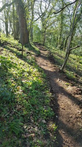 Roe Deer Fields