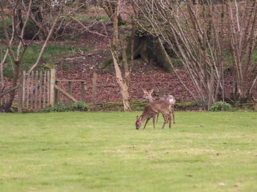 Deer Lodge At Chapel Lodges