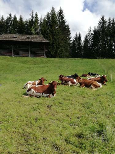 Bed & Breakfast Haus Oswald Am See