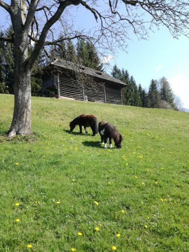 Bed & Breakfast Haus Oswald Am See