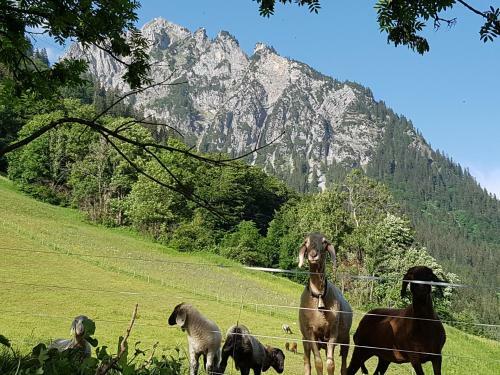 Apartamento Appartements Burtscher