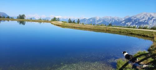 Apartamento Biobauernhof Mesneranderl