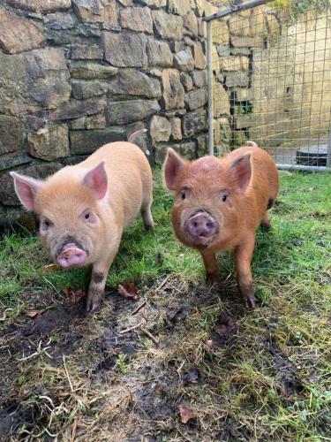 Cwtch Farm Bed & Breakfast