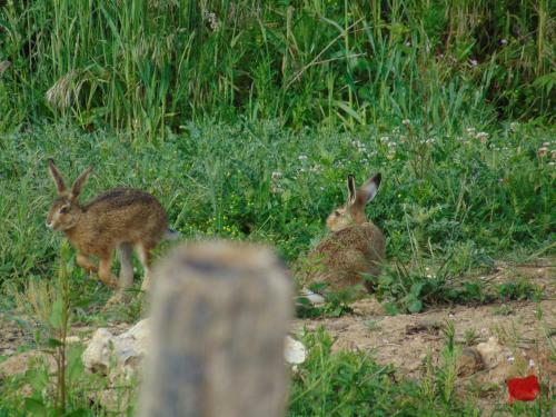 Bed & Breakfast La Ferme Aux Oies