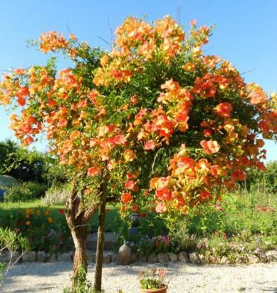 Bed & Breakfast La Ferme Aux Oies