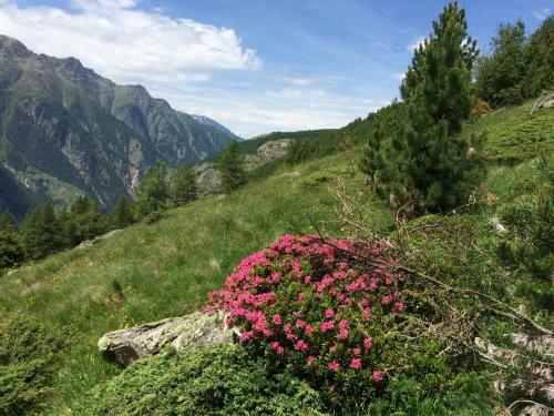 Apartamentos Haus Alpenstern