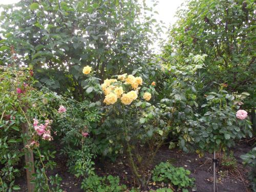Apartamento G�stehaus An Der Wieke
