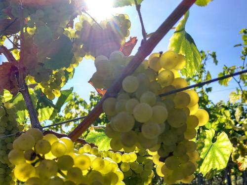 Apartamento Weingut Michael Gr�newald & S�hne