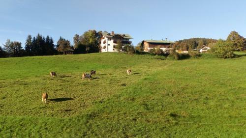 Hostal Die Schlafende Goass (The Sleeping Goat)