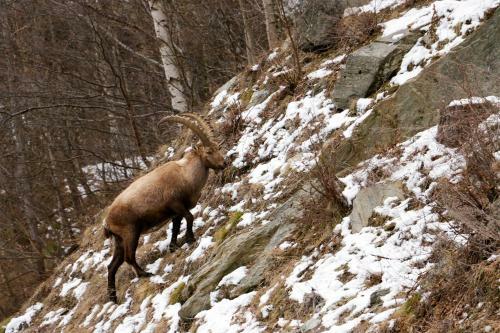 Apartamento Am Biel Saas-fee